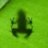 Coqui33